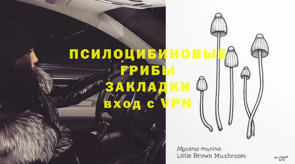 прущие грибы Михайлов